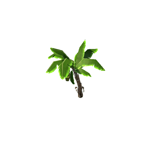banana plant1